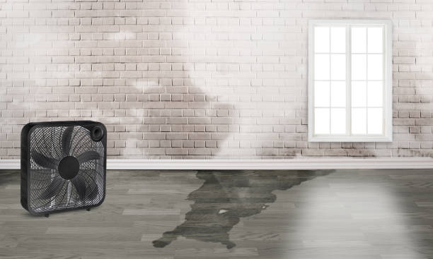Best Basement water damage restoration  in Anahola, HI